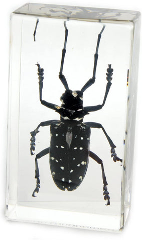 Clear Acrylic Longhorned Beetle Paperweight