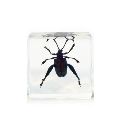 Clear Acrylic Jeweled Frog Beetle Mini Paperweight