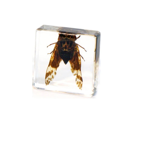 Clear Acrylic Flying Cicada Mini Paperweight
