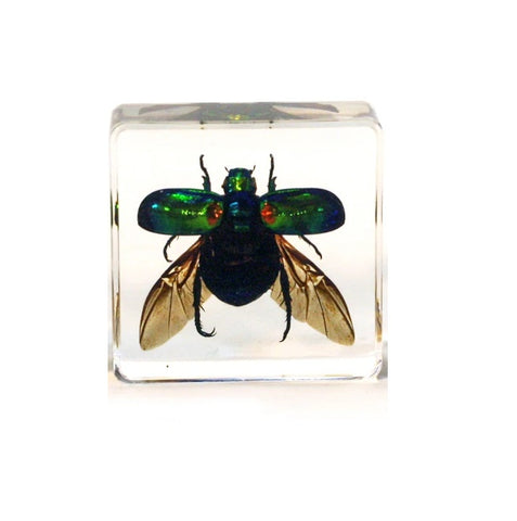 Clear Acrylic Flying Green Chafer Beetle Mini Paperweight