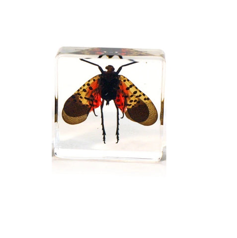 Clear Acrylic Flying Lantern Fly Mini Paperweight