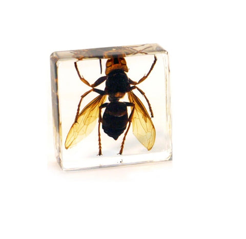 Clear Acrylic Flying Wasp Mini Paperweight