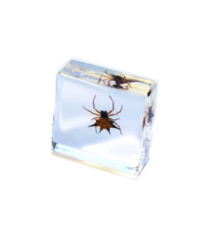 Clear Acrylic Spiny Orb Weaver Spider Mini Paperweight