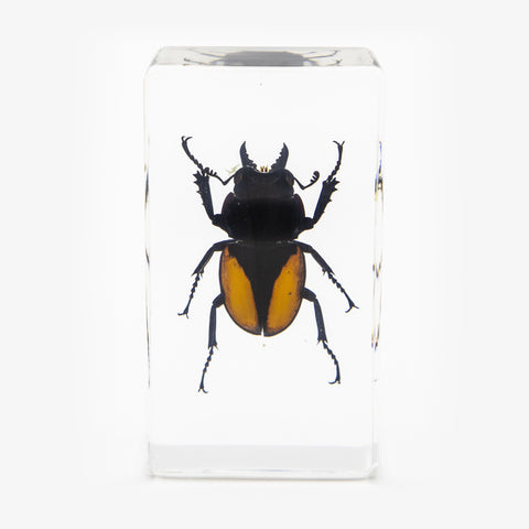 Clear Acrylic Orange Stag Beetle Paperweight