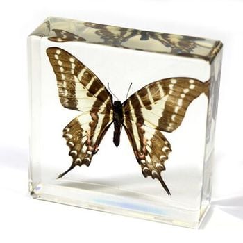 Clear Acrylic Asian Swallowtail Butterfly Paperweight